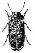 The Deathwatch Beetle