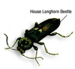 The House Longhorn Beetle