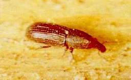 The Wood Boring Weevil