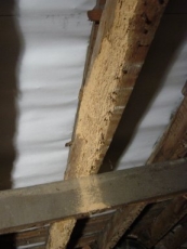 Woodworm in the attic.